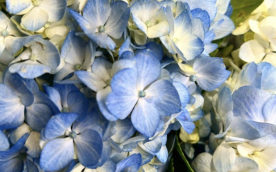 Blue Hydrangea from New Jersey